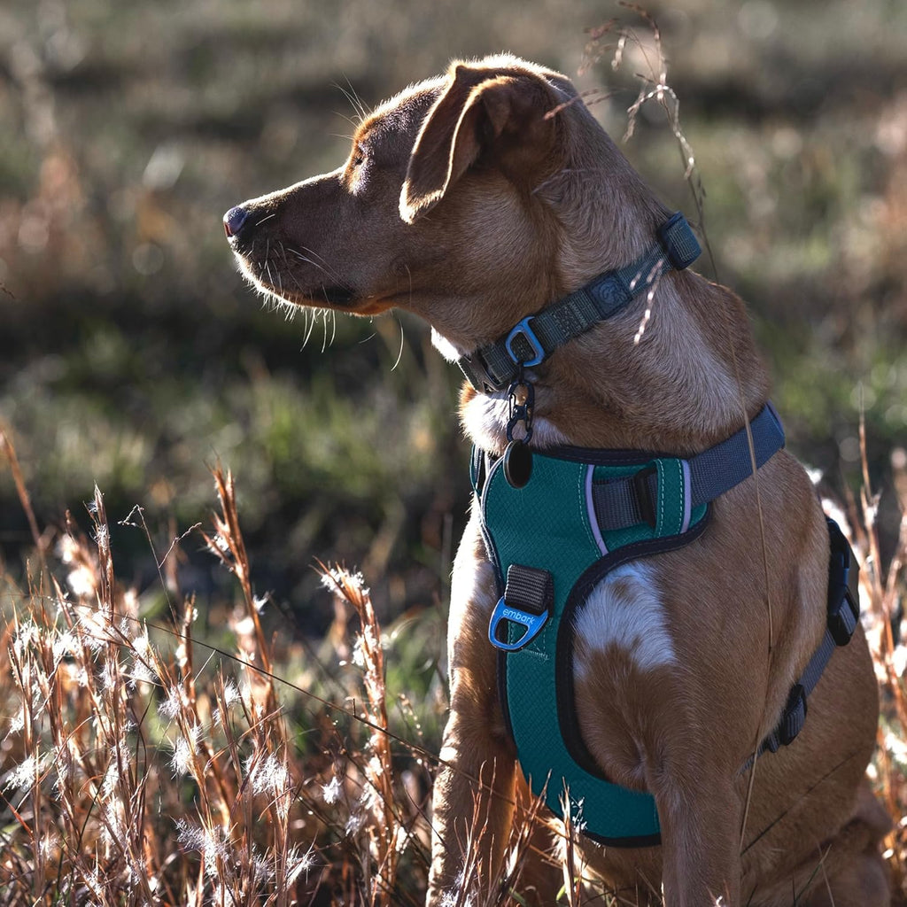 Embark -  Dog Harness, Reflective Trim