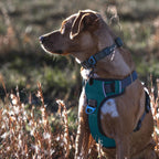 Embark -  Dog Harness, Reflective Trim