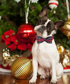 DOGWONG Premium Summer Dog Collars, Lemon Bowtie Dog Collar, Adjustable Heavy Duty Girl Dog Collar with Bow for Medium Dogs