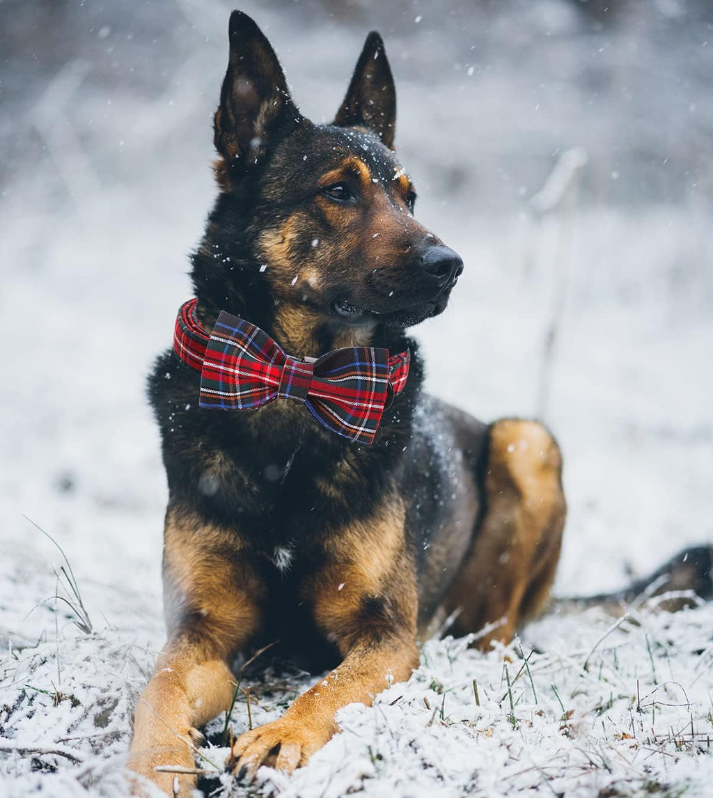 DOGWONG Premium Summer Dog Collars, Lemon Bowtie Dog Collar, Adjustable Heavy Duty Girl Dog Collar with Bow for Medium Dogs