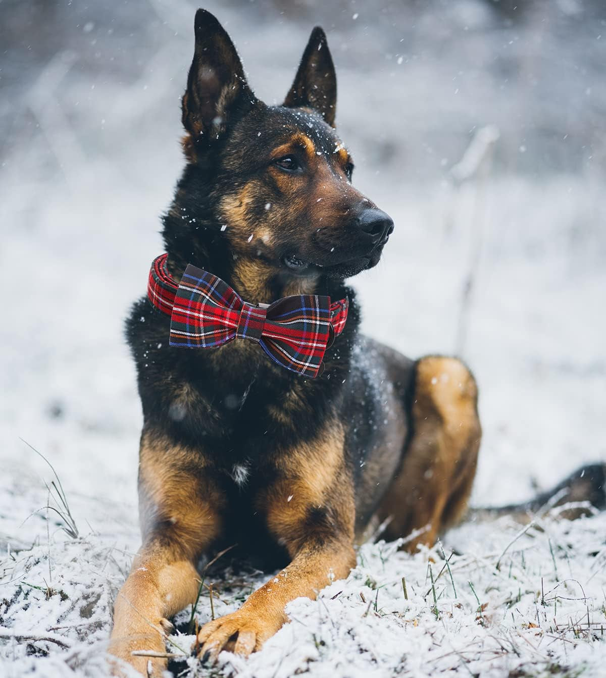 DOGWONG Premium Summer Dog Collars, Lemon Bowtie Dog Collar, Adjustable Heavy Duty Girl Dog Collar with Bow for Medium Dogs